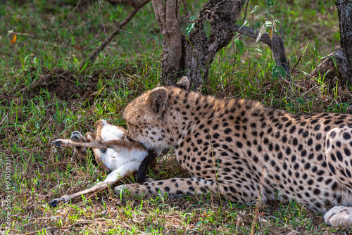 Canvas Print Cheetah with prey under tree. Masai Mara, Kenya
