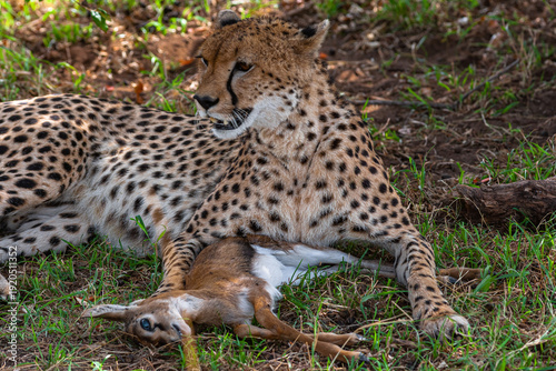 Canvas Print Cheetah with prey under tree. Masai Mara, Kenya
