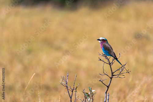 Roller on the tree. Masai Mara,  Kenya. Africa