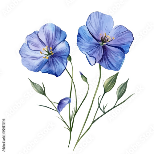 watercolor vector of Flax Flower Flower , isolated on a white background.