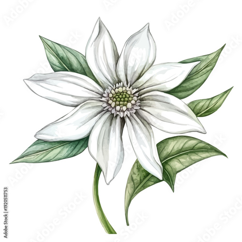 Flannel Flower Flower, watercolor illustration, vector, isolated on a white background.