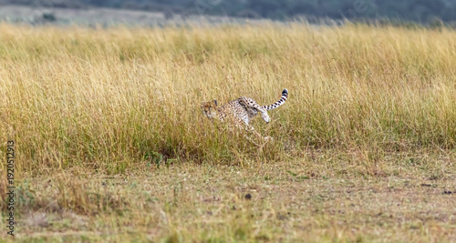 Cheetah attacks. Deadly chase in the Masai Mara savannah, Kenya