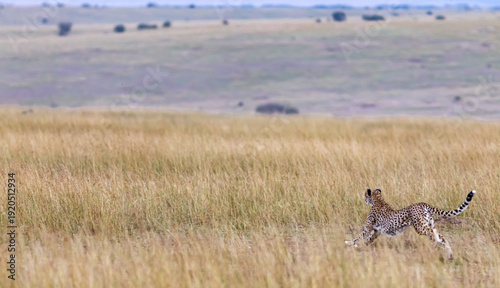 Cheetah attacks. Deadly chase in the Masai Mara savannah, Kenya