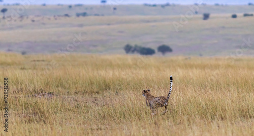 Cheetah attacks. Deadly chase in the Masai Mara savannah, Kenya