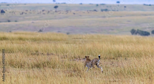 Cheetah attacks. Deadly chase in the Masai Mara savannah, Kenya