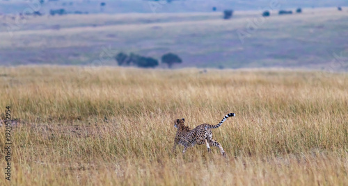 Cheetah attacks. Deadly chase in the Masai Mara savannah, Kenya