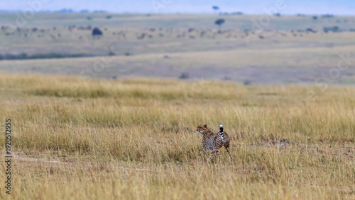 Cheetah attacks. Deadly chase in the Masai Mara savannah, Kenya