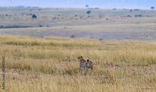 Cheetah attacks. Deadly chase in the Masai Mara savannah, Kenya