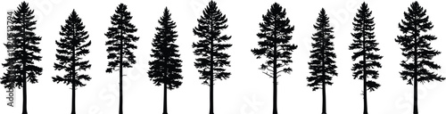 Black vector silhouette set of various tall pine and fir trees for forest landscape nature park and environmental conservation branding,