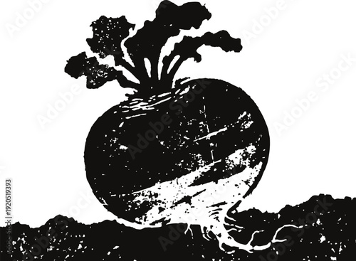 turnip in soil with leafy greens sprouting, retro agricultural vegetable illustration
