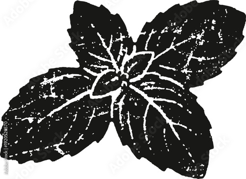 Mint leaves illustration herbal plant with detailed veined texture and natural shape botanical drawing of fresh herb