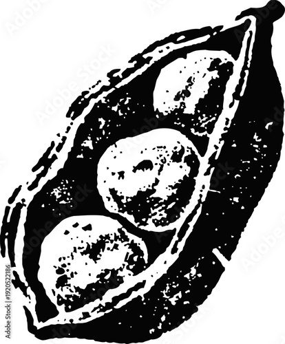 Pea pod with three peas inside simple black and white botanical illustration of fresh vegetable pod