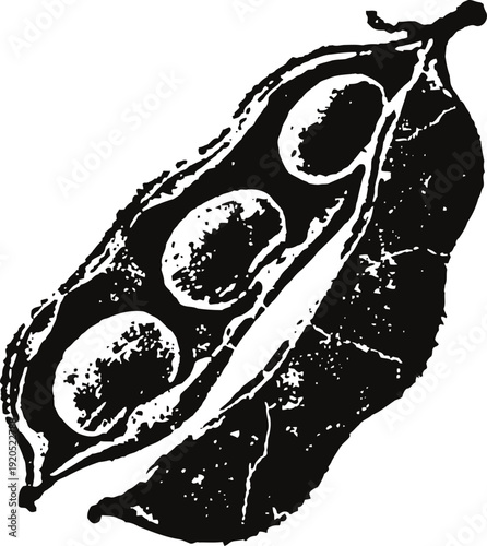 Bean pod with seeds detailed botanical illustration of open legume pod vintage engraving plant drawing