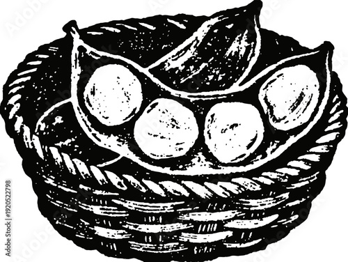 Woven basket with open pea pod containing round peas hand drawn fresh vegetable illustration