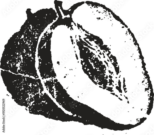 Half and whole apricot fruit illustration fresh stone fruit with seed texture detailed engraving