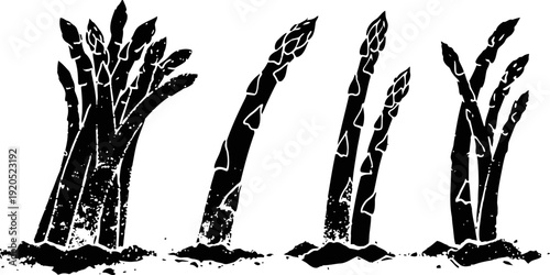 black and white asparagus silhouette illustration fresh organic vegetable, healthy food concept