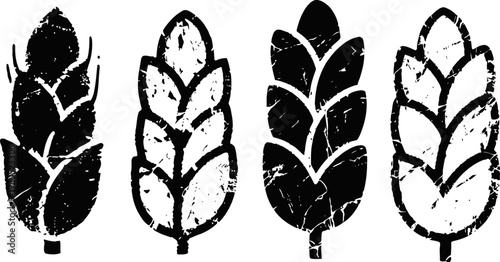 grunge wheat ears set vintage distressed agricultural grain plants silhouette rustic farm nature design elements