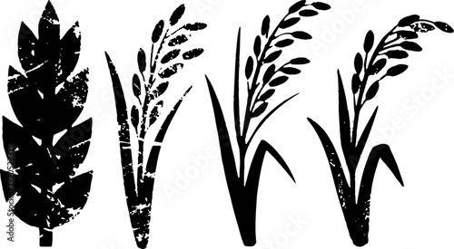 silhouettes of wheat and rice plants with grains in black on white background
