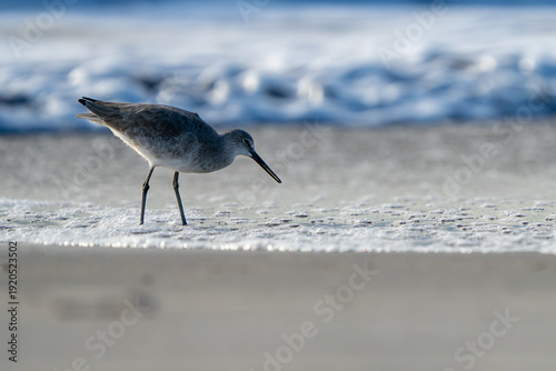 Schilderij op canvas bird on the beach