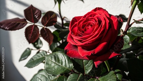 A single beautiful red rose blossom with a green leaf and bud is isolated on a white background for a romantic Valentine floral gift