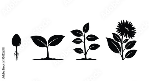 Sunflower growth stages depicted in a striking black silhouette