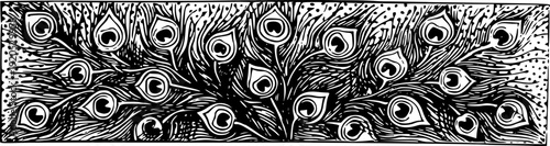 black and white background peacock 