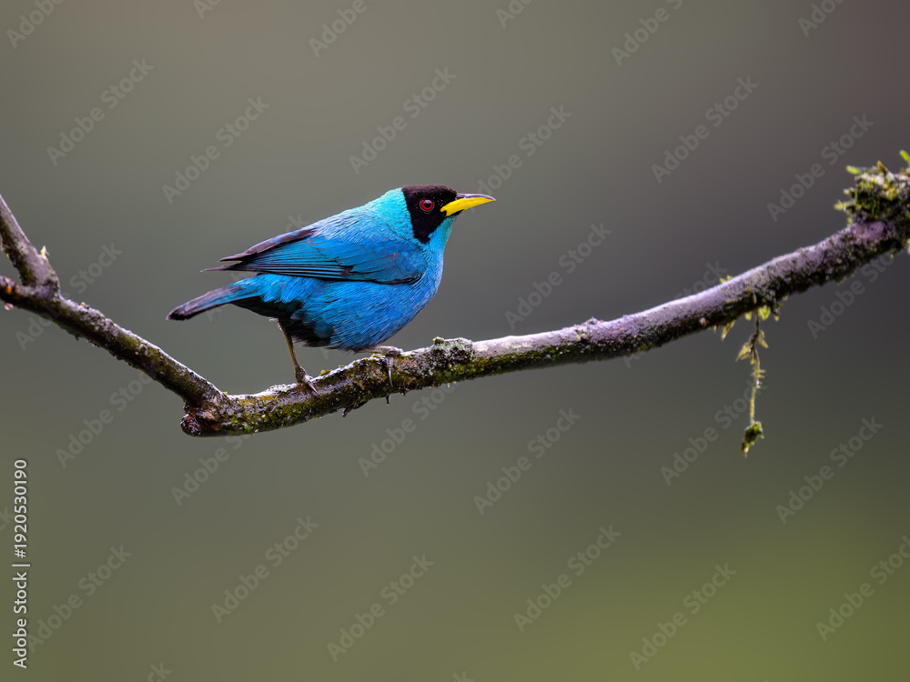 Obraz premium Male Green Honeycreeper Perched on Mossy Branch in Tropical Forest