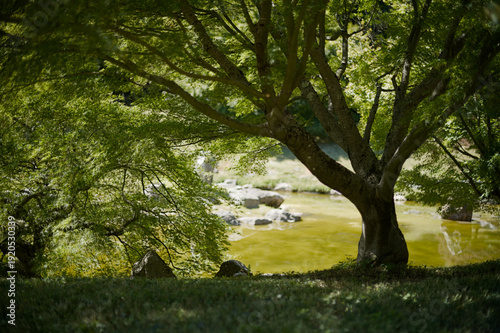 Fotografie Japanese garden located in the bamboo grove of Anduze (30 - Gard)