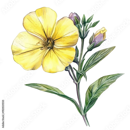 Foto Evening Primrose Flower, watercolor vector, painting isolated on a white background