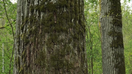 Wallpaper Mural Camera tilts upward along a massive moss-covered oak trunk, revealing textured bark and intertwining branches. Fresh spring leaves and forest greenery fill the overcast surroundings.  Torontodigital.ca