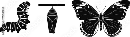 Butterfly life cycle silhouette showing caterpillar chrysalis and adult insect metamorphosis vector illustration set
