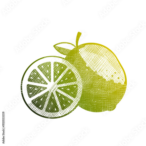 Lime fruit and slice, hand drawn vector illustration of citrus in green gradient isolated