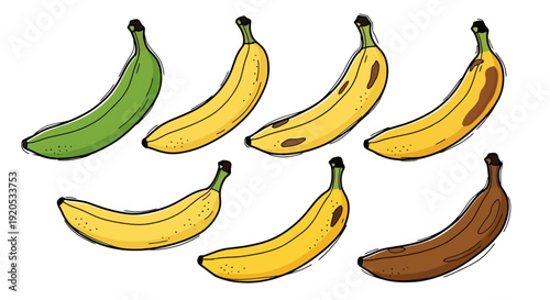 Various Stages of Banana Ripeness Illustrated.