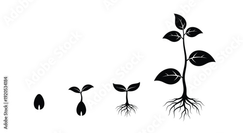 Plant growth stages depicted in a minimalist black silhouette