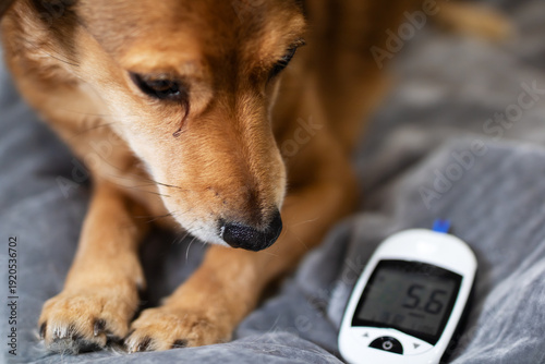 Curious dog studies blood sugar monitor on soft bed while owner undergoes wellness assessment gently