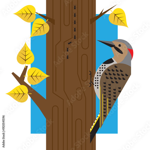 Northern Flicker woodpecker on birch tree with ants