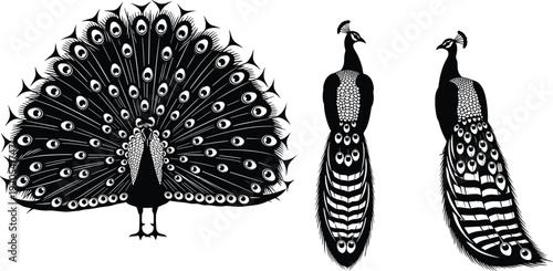 Black vector silhouette set of elegant peacocks including a bird with fully spread tail feathers and various standing poses for wildlife and nature branding