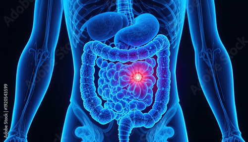 Illuminated human anatomy visualization highlights a localized affliction within the digestive tract organs