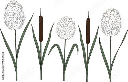 Botanical vector illustration set of brown wetland cattails and fluffy pampas grass stalks with green leaves isolated on white for autumn nature designs.