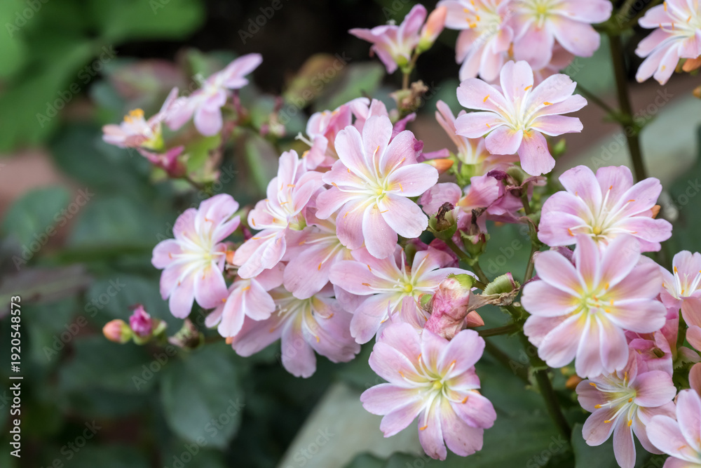 Obraz premium Beautiful Siskiyou lewisia (lewisia cotyledon) flowers.