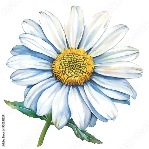 Shasta Daisy Flower, watercolor drawing vector , isolated on a white background.