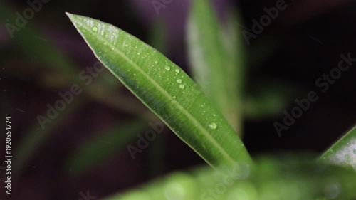 Green Sprout with Water Drops