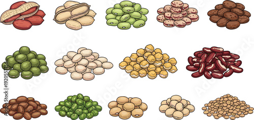 Legume varieties educational illustration. Twelve labeled beans including peanut, cowpea, soy and lentil in grid layout. Detailed botanical food chart isolated on white background.