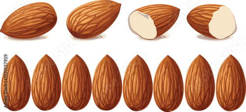 Almond rows realistic illustration. Whole nuts and cross section kernels showing shell texture and white interior. Clean professional food layout on light background.