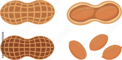 Peanut four view illustration in 2x2 grid. Whole shells, opened pod and peeled nuts in minimalist style. Clean food artwork isolated on white background.