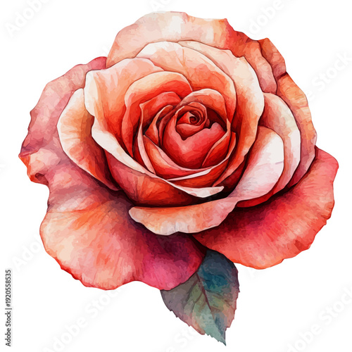 Rose Flower, watercolor vector painting, isolated on a white background.