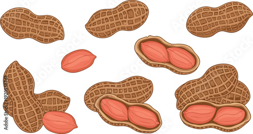 Peanut realistic illustration with whole and opened shells. Detailed textured brown peanuts showing coral interior. Clean natural food drawing isolated on white background.