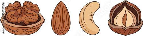 Nut varieties horizontal illustration. Walnut, almond, cashew and pecan in warm brown palette. Clean realistic food drawing isolated on white background.