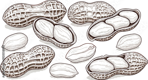 Peanut black and white sketch illustration. Whole and peeled peanuts with detailed cross hatched texture. Technical botanical drawing isolated on white background.