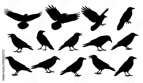 Crow bird silhouette vector set in flying and standing poses isolated on white background